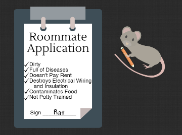 Rat Extermination - Pet and Family friendly rodent exterminators - Portland Or Vancouver WA