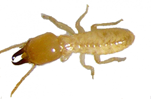 Termite Exterminator - termite inspections - Portland OR - Vancouver WA