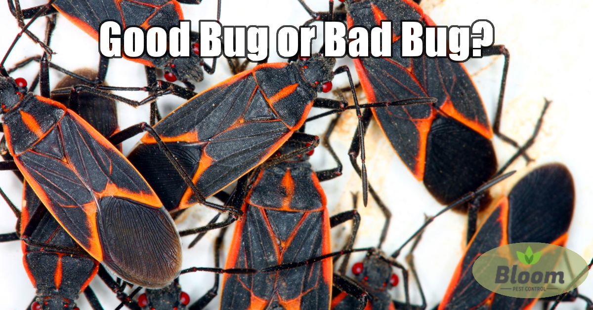 Boxelder bug, bloom bug blog, bloom pest control, pest control, pdx pest control, good bug or bad bug