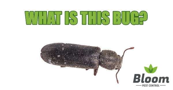 pdx pest control, powderpost beetle, powder post beetle, bloom bug blog, blog, bug blog