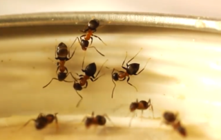 sugar ants, portland pest control, bloom pest control, odorous house ants